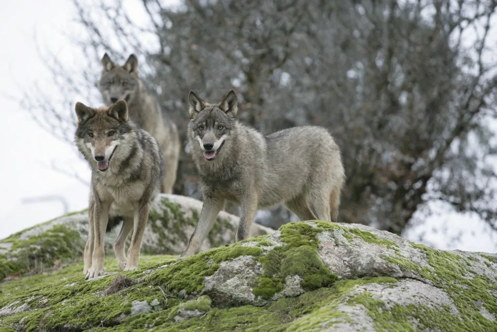 La RFEC rechaza la propuesta del MITECO de blindar al lobo