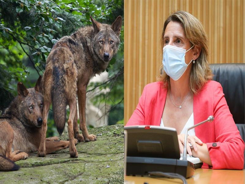 La RFEC lleva a Teresa Ribera a los tribunales por prohibir la caza del lobo en toda España