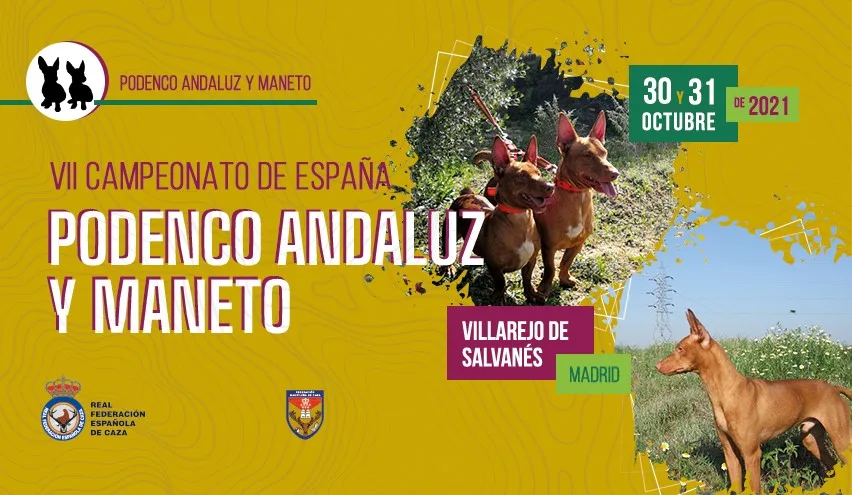 Villarejo de Salvanés acogerá el 31 de octubre el VII Campeonato de España de Podenco Andaluz y Maneto