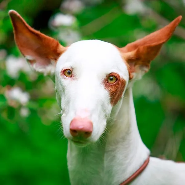 XII CAMPEONATO DE ESPA A DE TRABAJO PARA PODENCO ANDALUZ MANETO Y 