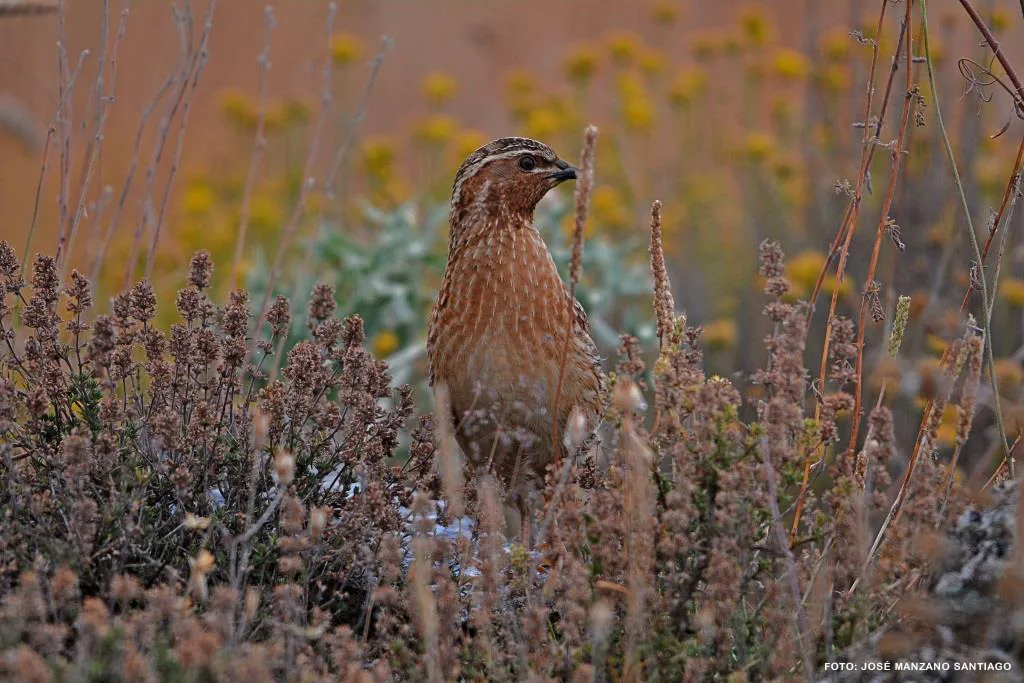 Arranca una nueva campaña de aves migratorias estivales en el Observatorio Cinegético