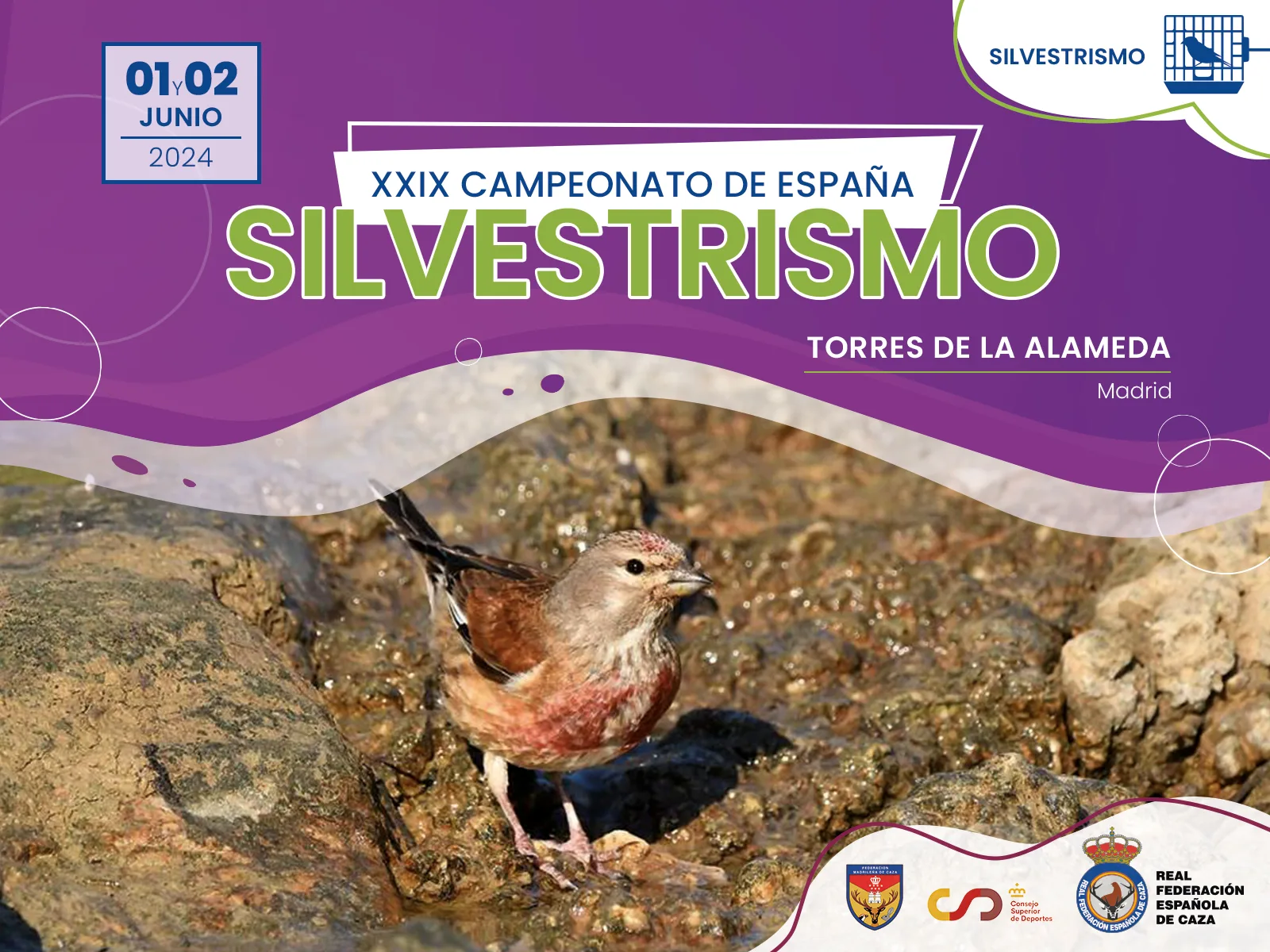 Los mejores pájaros cantores se dan cita en Torres de la Alameda para disputar el XXIX Campeonato de España de Silvestrismo