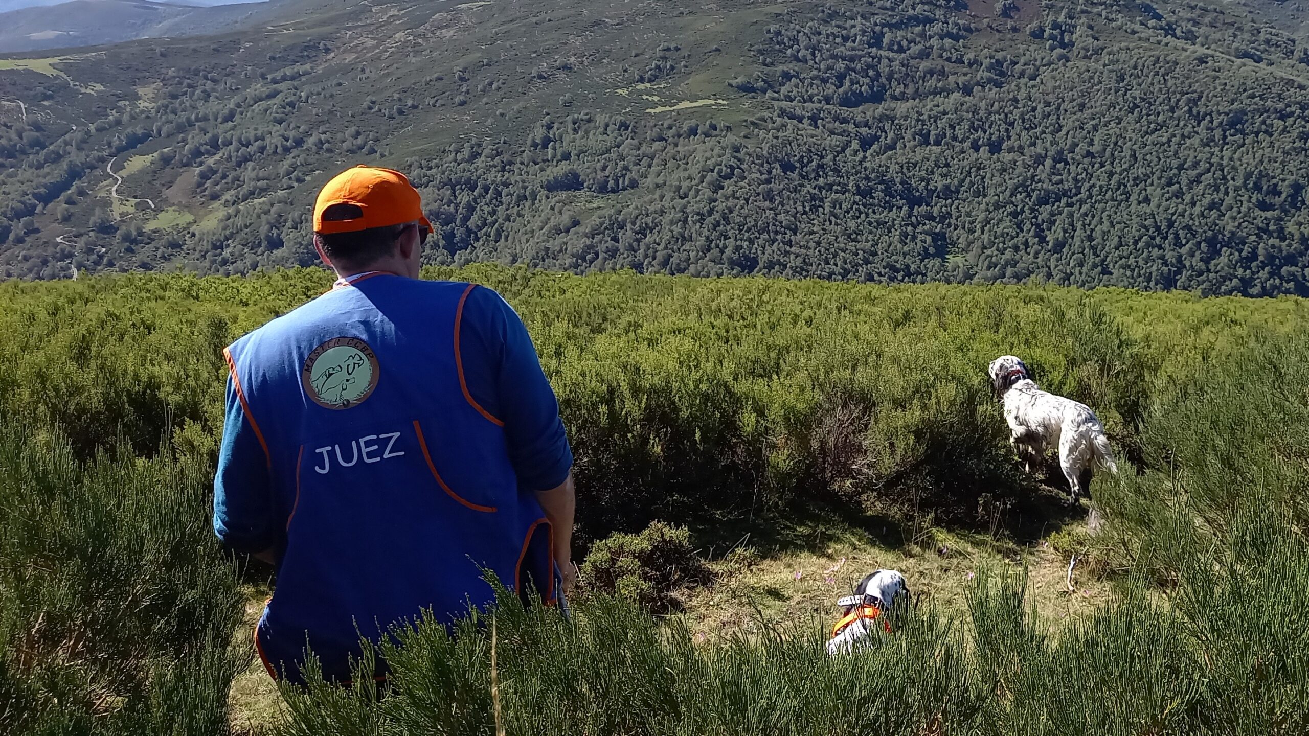 La RFEC organiza el I Campeonato de España de Perros de Muestra de Montaña