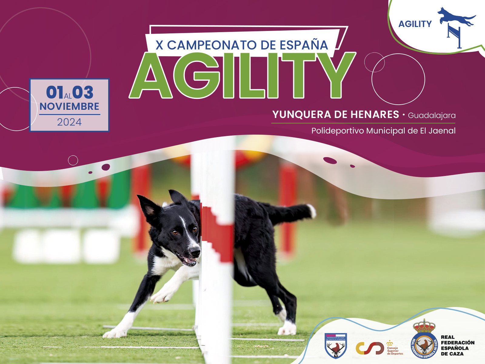 Medio millar de perros se dan cita en Yunquera de Henares para el Campeonato de España de Agility 2024