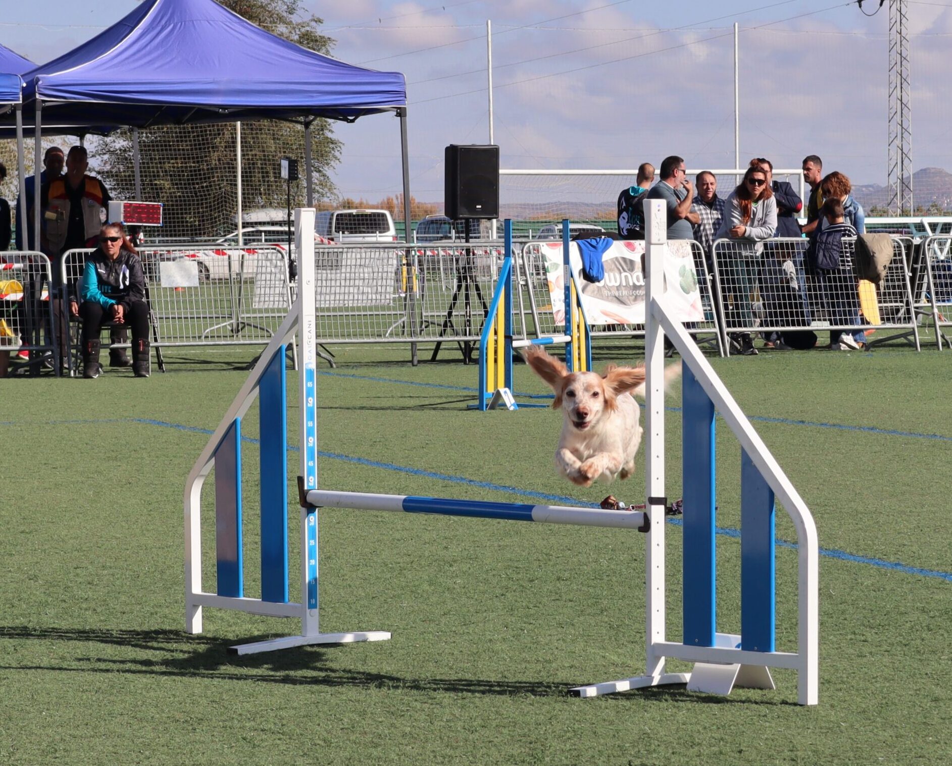 Cerca de 550 perros baten un récord de participación en el X Campeonato de España de Agility