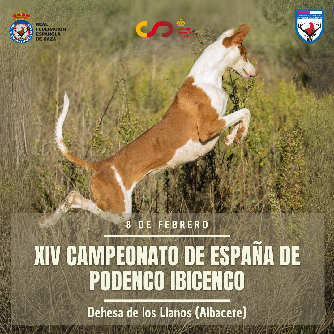 Dehesa de los Llanos coronará a los nuevos campeones nacionales de podenco ibicenco