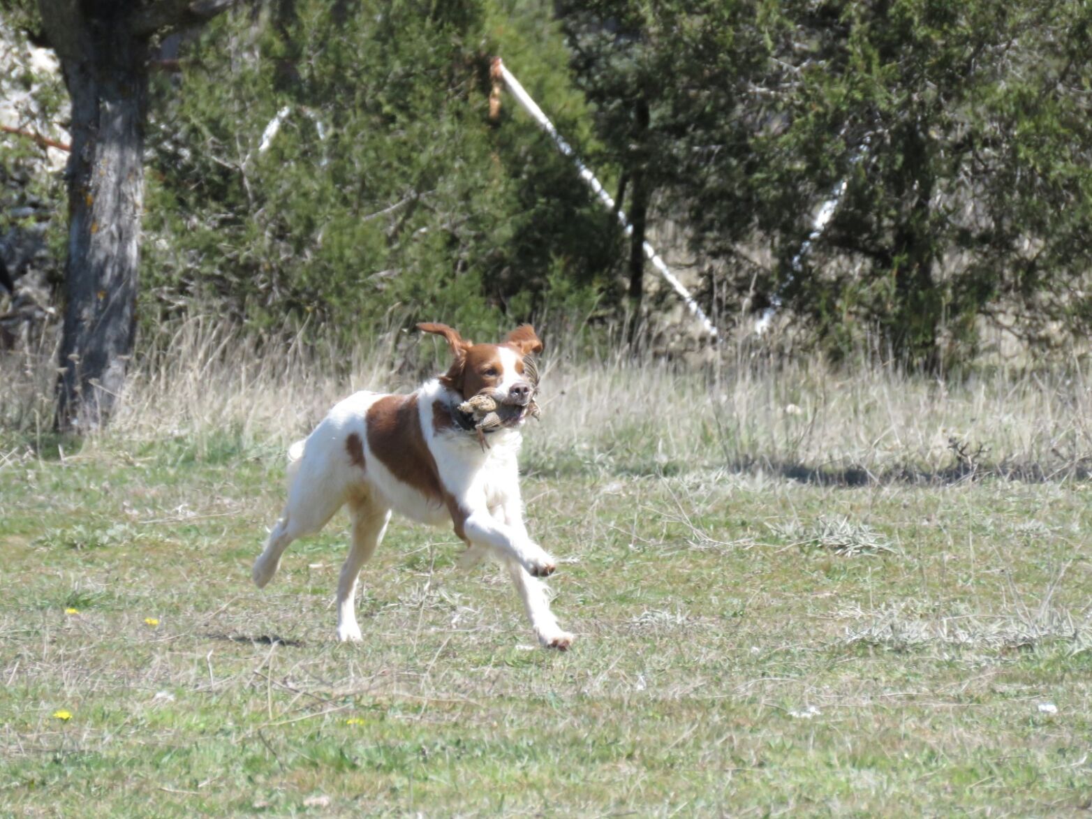 thumbnail (16514651)