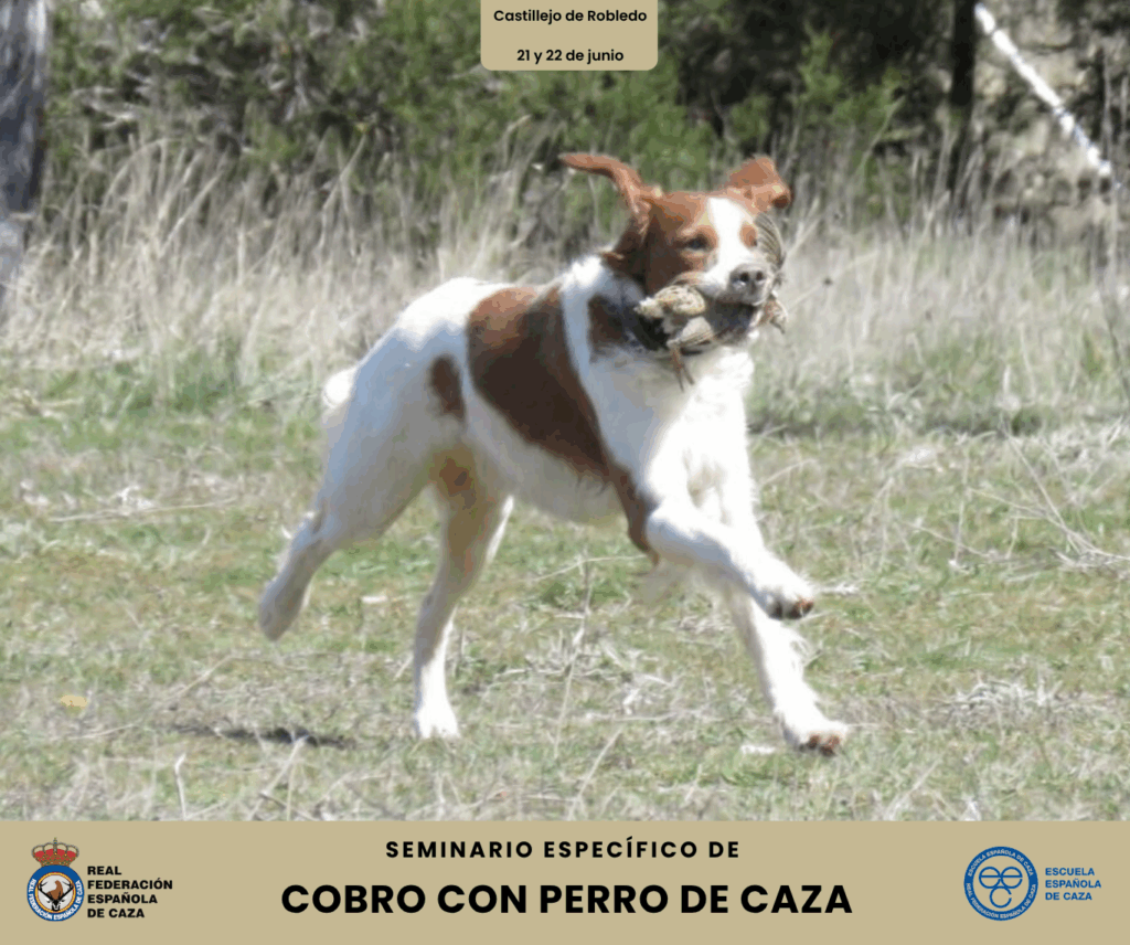 Curso de cobro con perro de caza