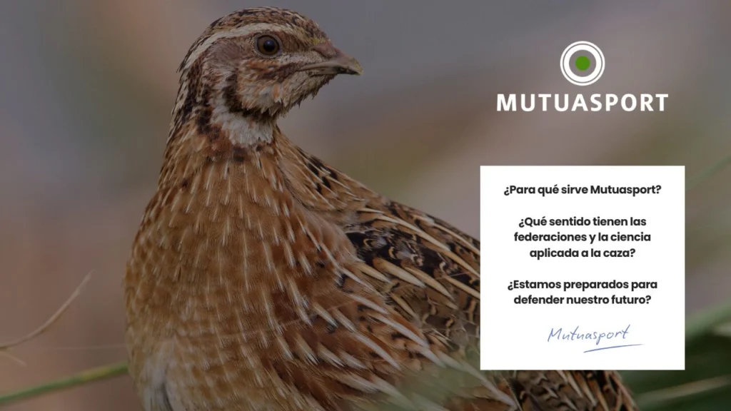 Mutuasport lanza su nuevo vídeo corporativo: “más que un seguro” una poderosa llamada a la unión, la seguridad y la defensa del futuro de la caza en España