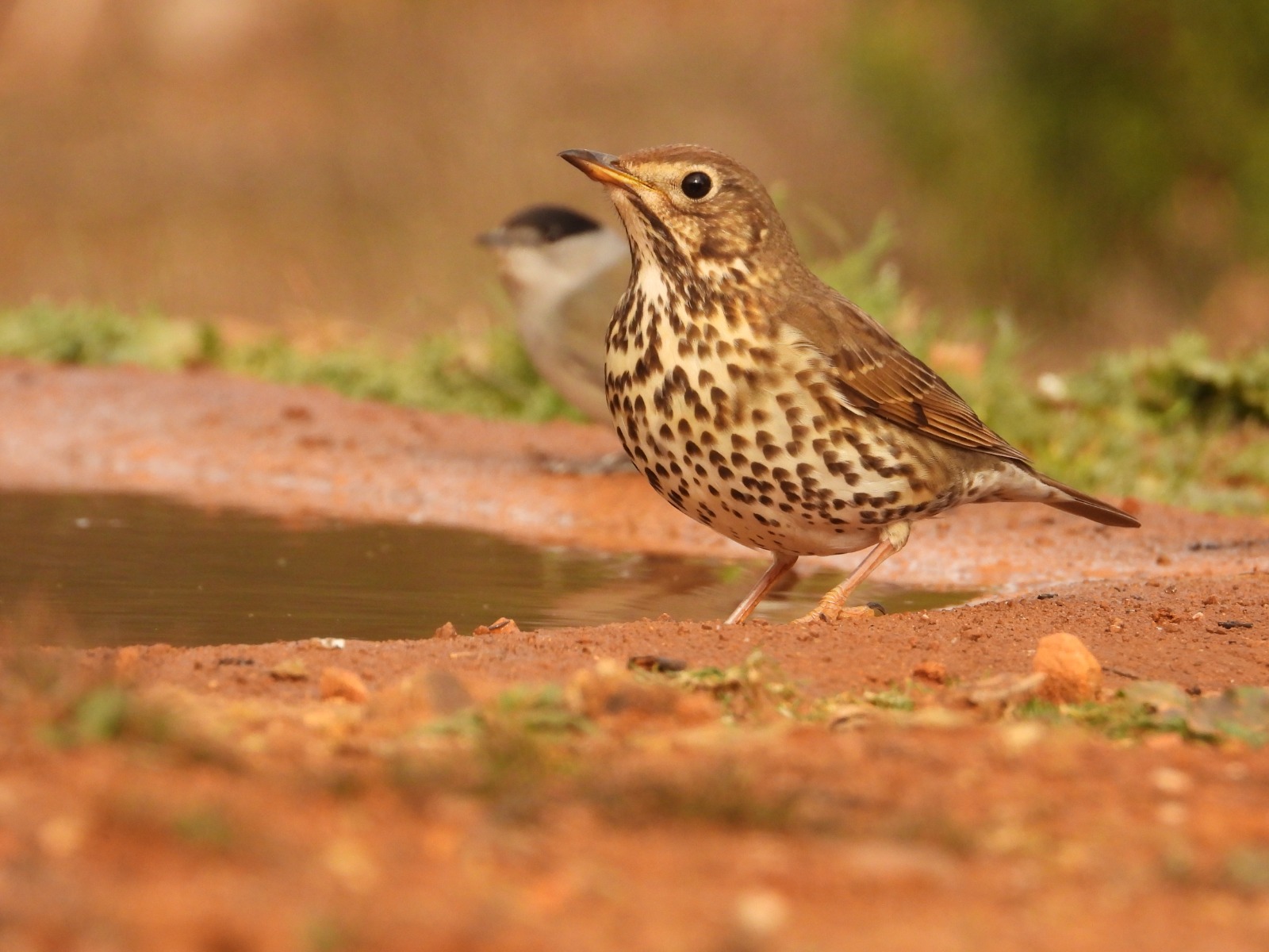 El proyecto Zorzales volverá a unir a cazadores y científicos para estudiar la especie