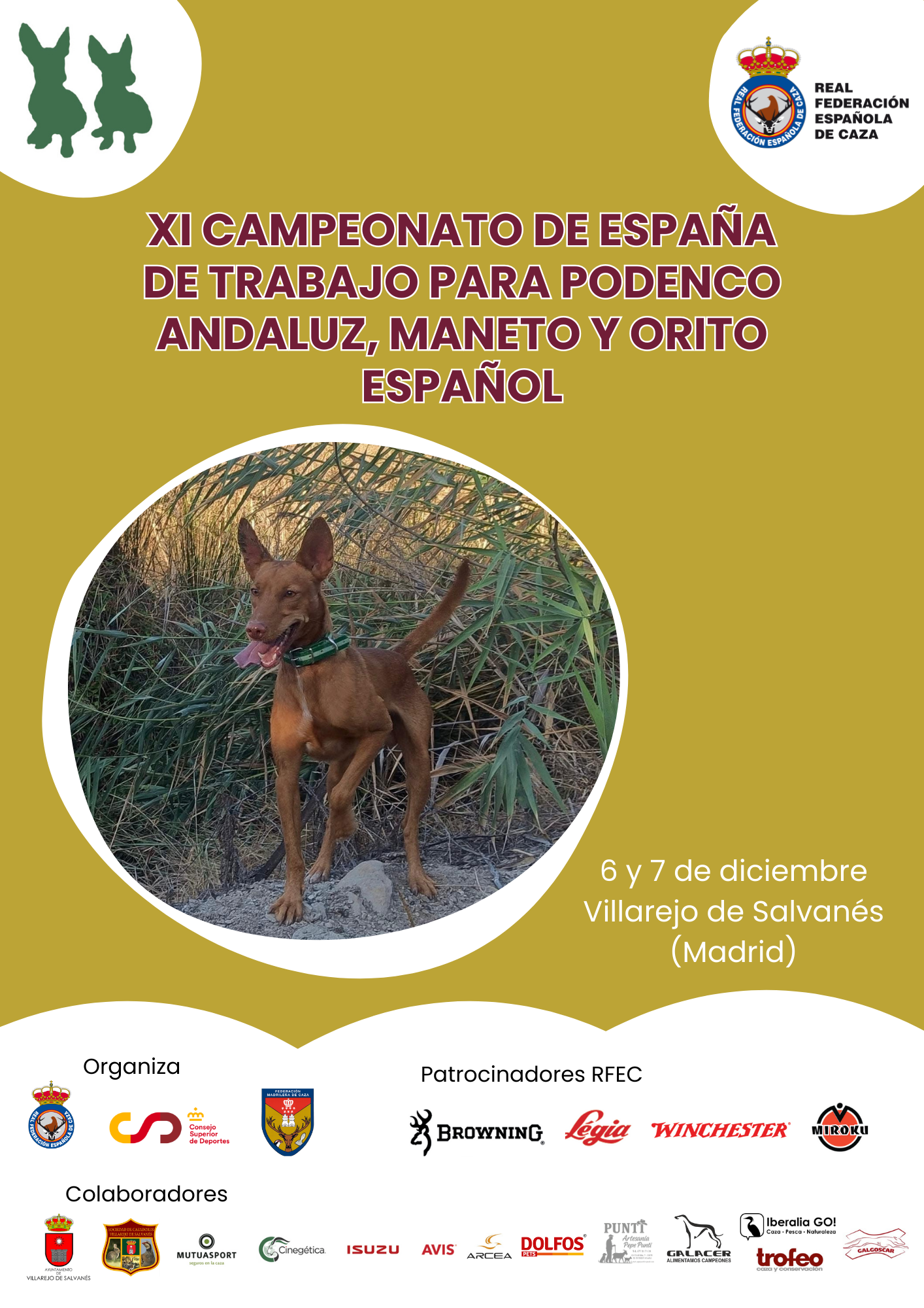 Villarejo de Salvanés acogerá el XI Campeonato de España de Trabajo para Podenco Andaluz, Maneto y Orito Español los días 6 y 7 de diciembre
