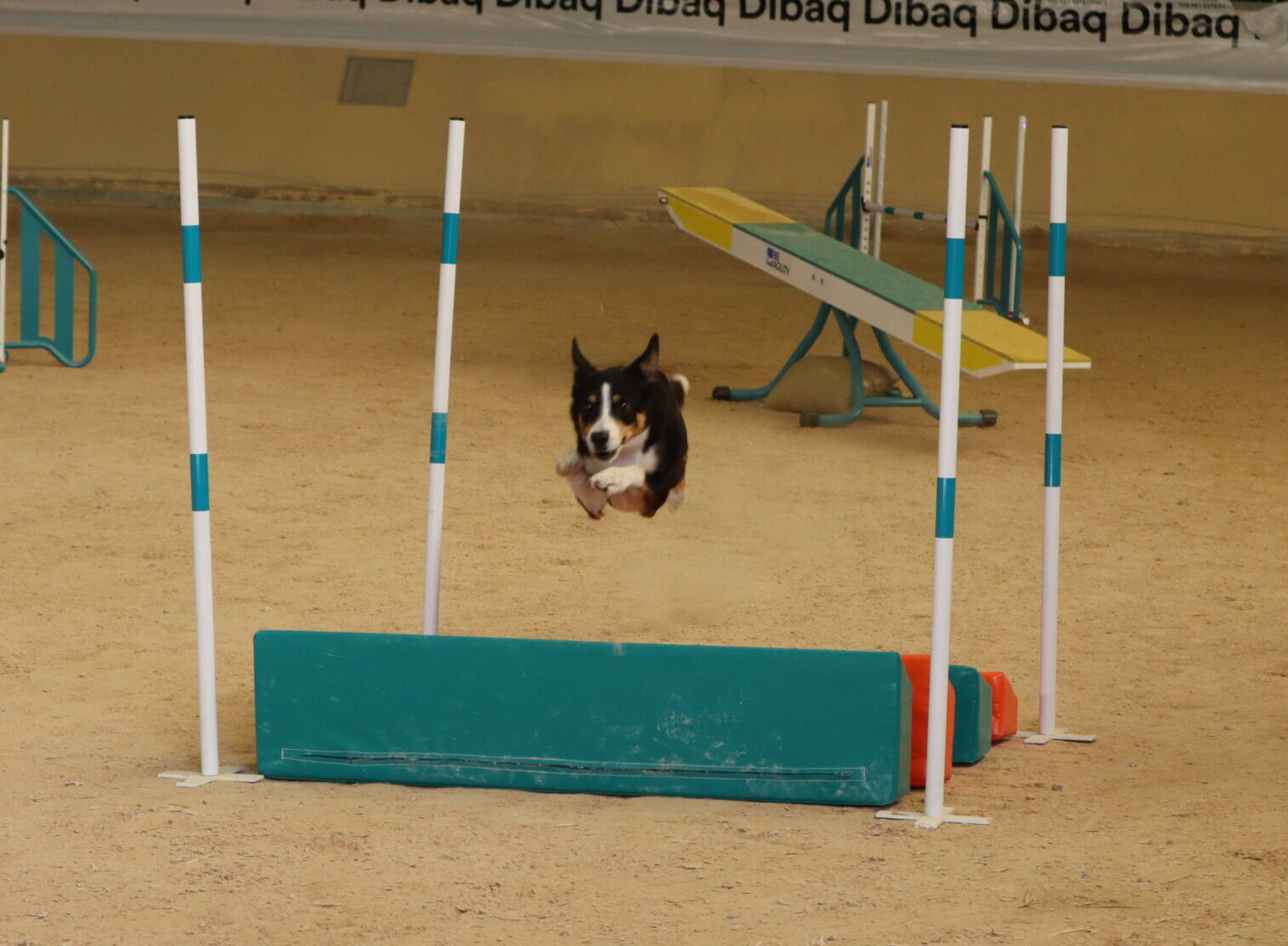 Oviedo bate récord de participación con más de 600 perros en el XI Campeonato de España de Agility