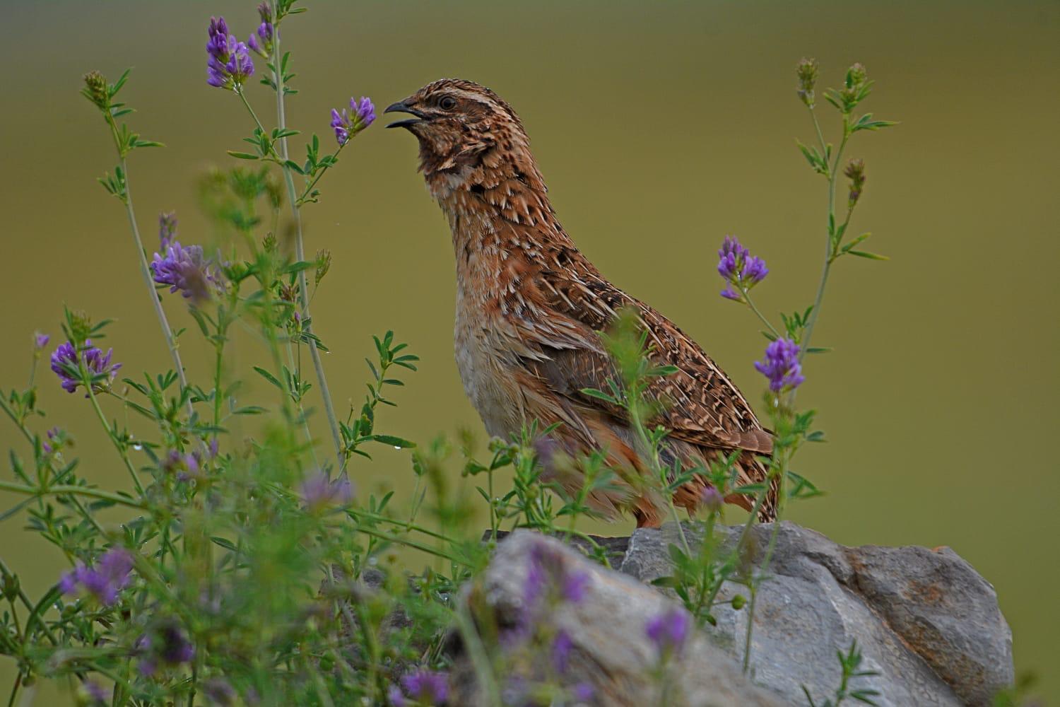 El proyecto Coturnix revela que España lleva a cabo una caza sostenible de codorniz