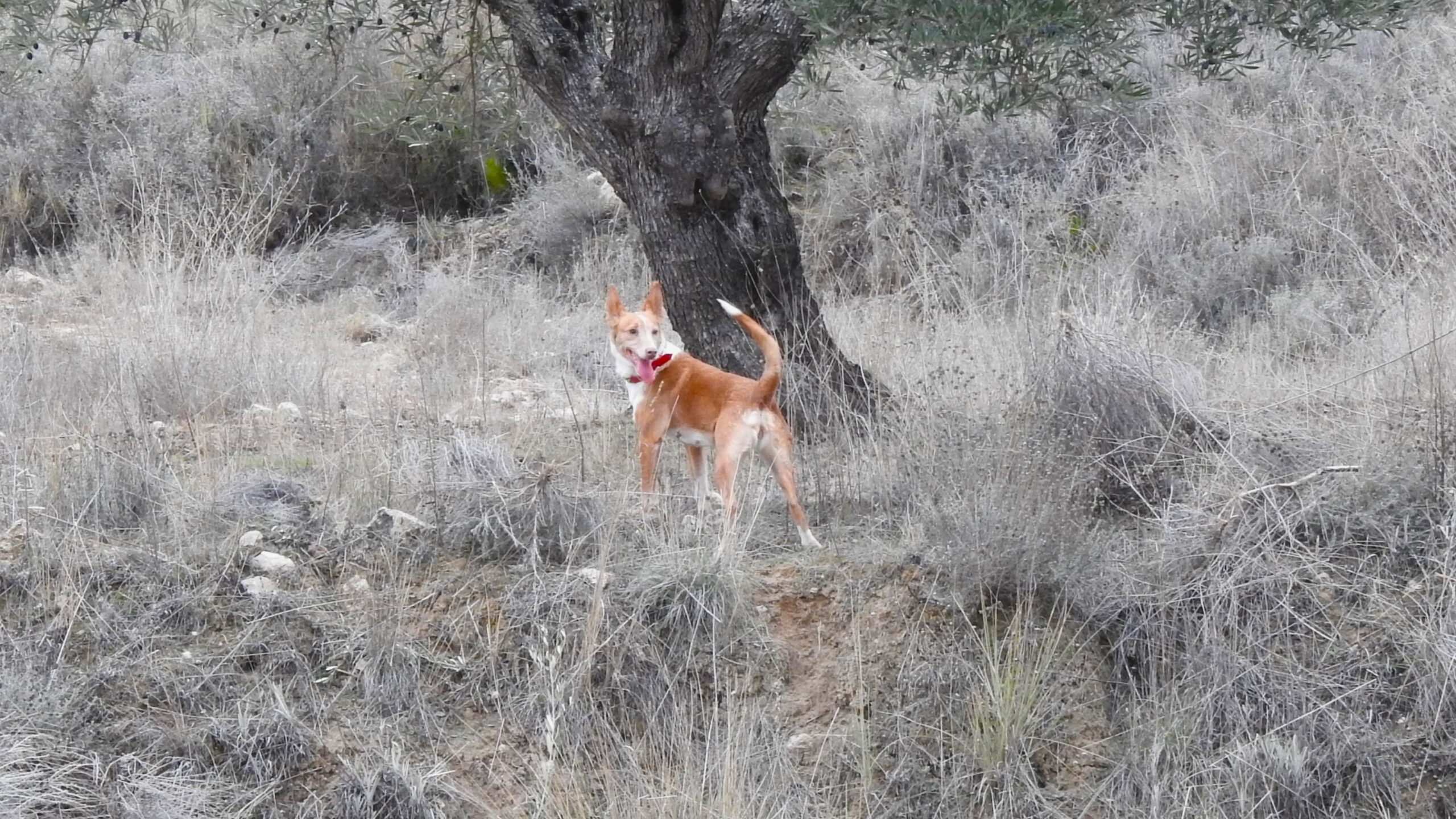 “Faruk” con Antonio Reyes, “Aris” con Miguel Bueno y “Candela” con Guillermo García se proclaman campeones de España de podencos