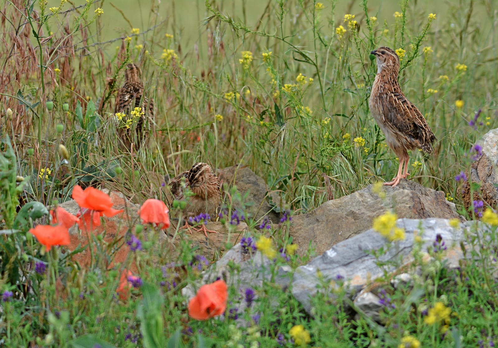 Las federaciones de caza logran el respaldo de varias comunidades autónomas para exigir al Gobierno una posición firme en defensa de la caza de la codorniz