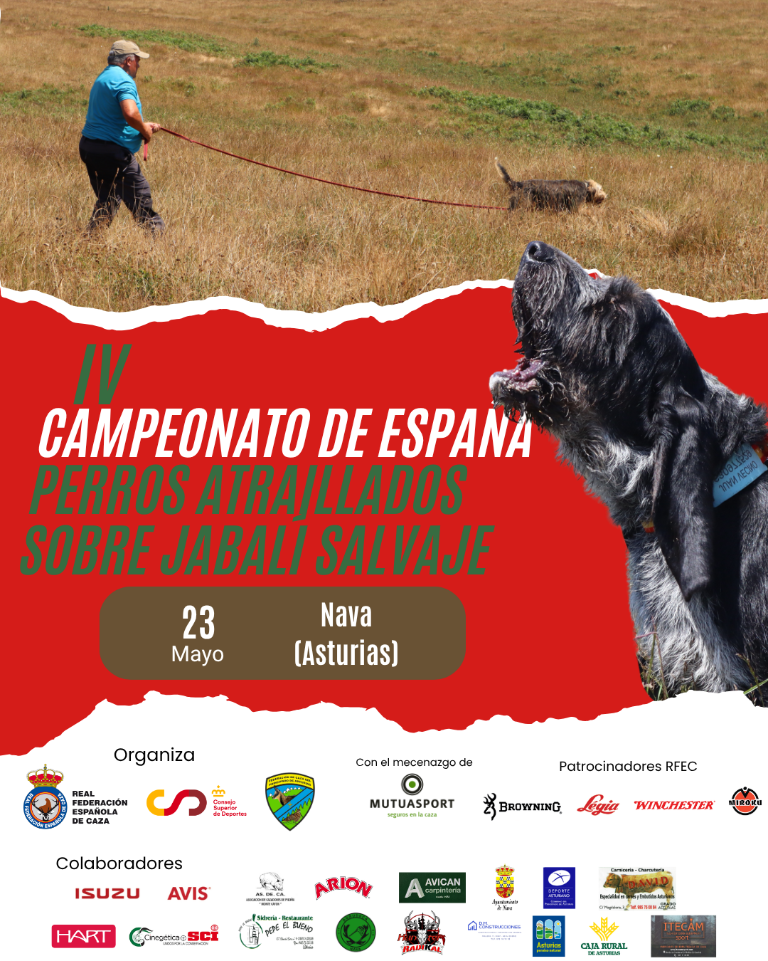 Nava acoge el IV Campeonato de España de Perros Atraillados sobre Jabalí Salvaje