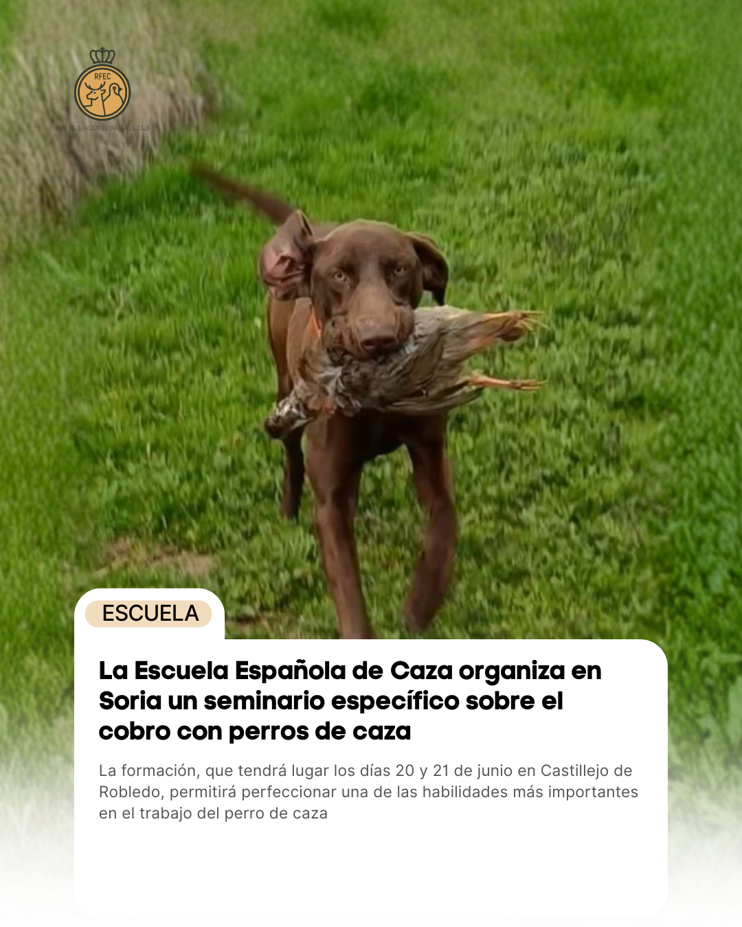 La Escuela Española de Caza organiza en Soria un seminario específico sobre el cobro con perros de caza