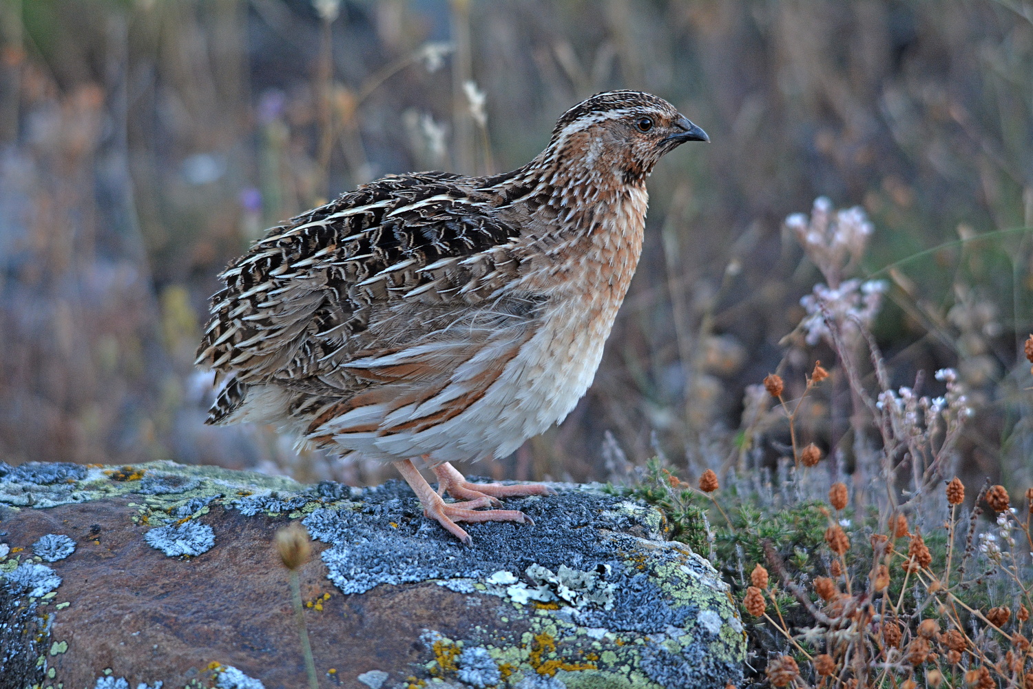 La caza al servicio de la ciencia: el Proyecto Coturnix inicia su séptima temporada