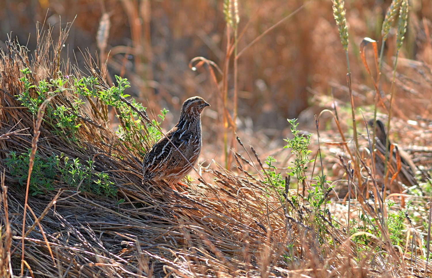 Más de 2.600 cazadores españoles se suman al segundo censo simultáneo nacional de codorniz