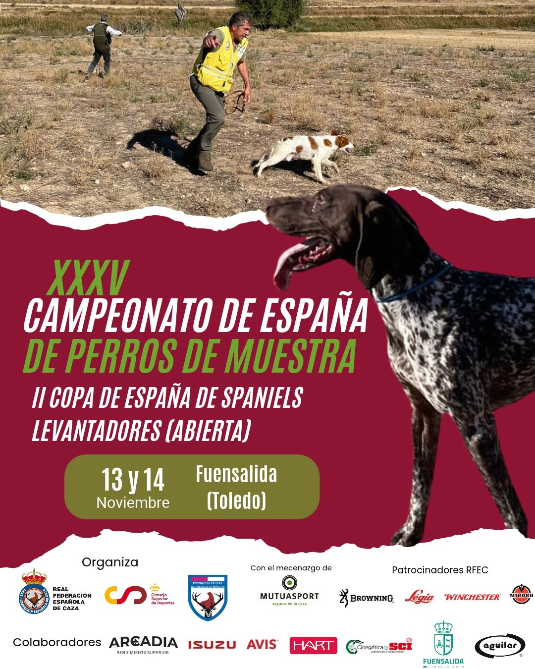 Toledo acogerá el XXXV Campeonato de España de Perros de Muestra y la II Copa de España de Spaniels Levantadores