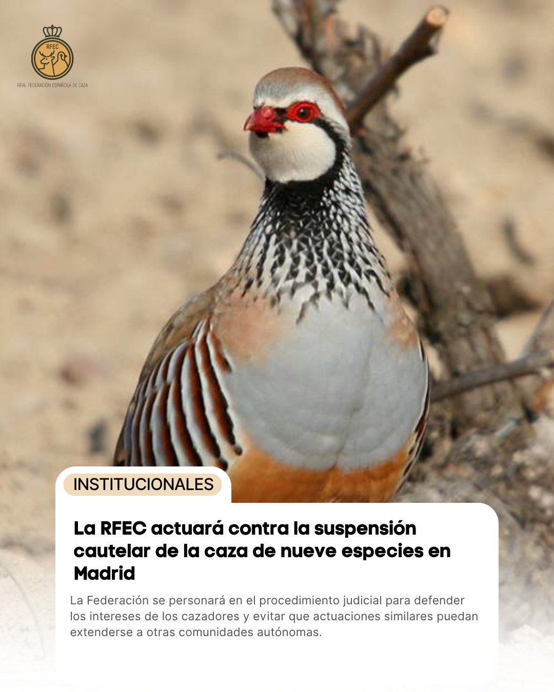 La RFEC actuará contra la suspensión cautelar de la caza de nueve especies en Madrid